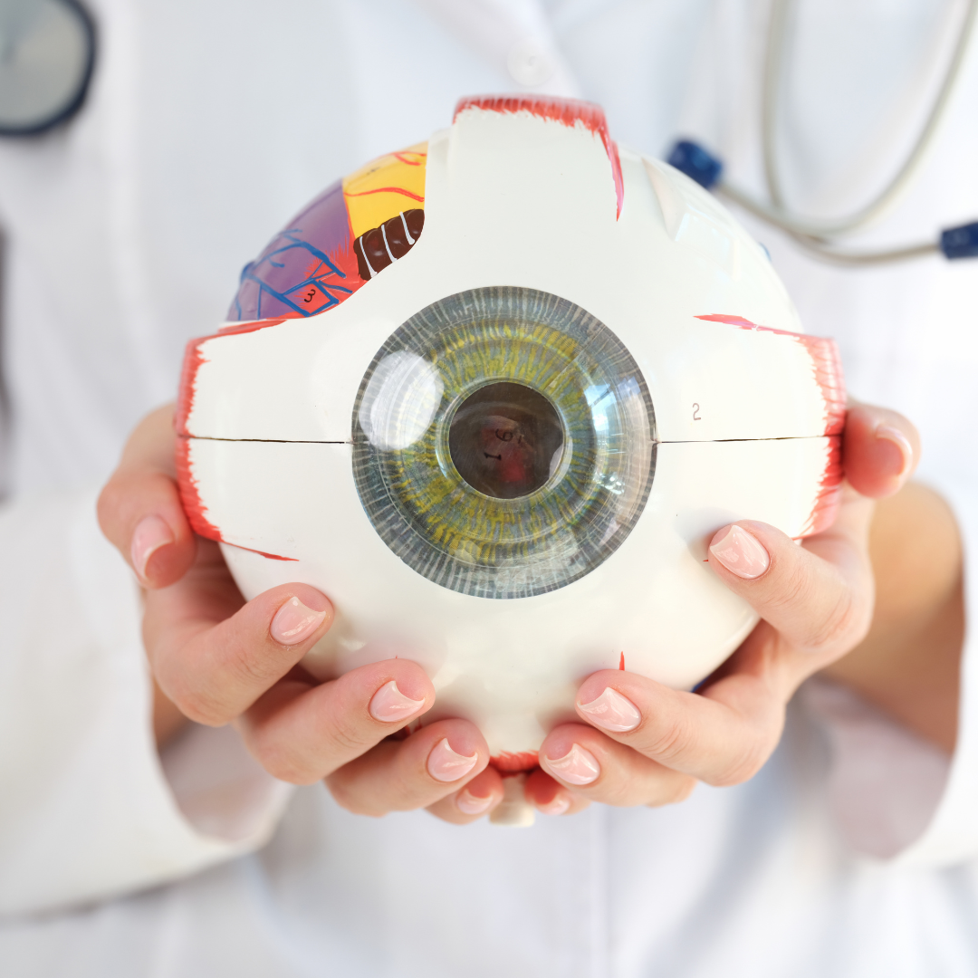 A medical model of an eye, being held by an optician dressed in a white coat. Alcohol and Eyesight. Dry Age-Related Macular Degeneration.